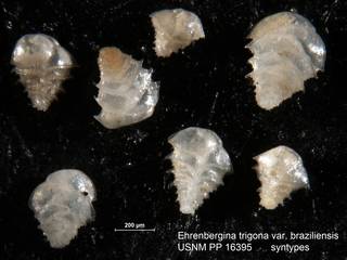 To NMNH Paleobiology Collection (Ehrenbergina trigona var. braziliensis USNM PP 16395 syntypes unfigured)