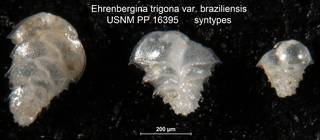 To NMNH Paleobiology Collection (Ehrenbergina trigona var. braziliensis USNM PP 16395 syntypes figured)