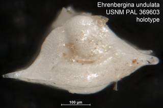 To NMNH Paleobiology Collection (Ehrenbergina undulata USNM PAL 369603 holotype ap)