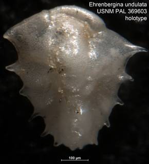 To NMNH Paleobiology Collection (Ehrenbergina undulata USNM PAL 369603 holotype)