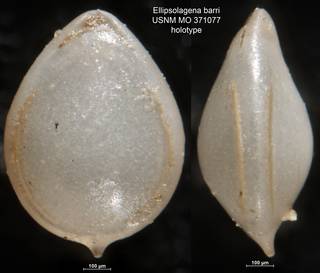 To NMNH Paleobiology Collection (Ellipsolagena barri USNM MO 371077 holotype)