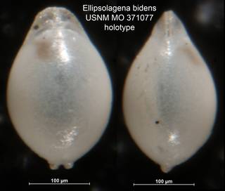 To NMNH Paleobiology Collection (Ellipsolagena bidens USNM MO 371077 holotype)
