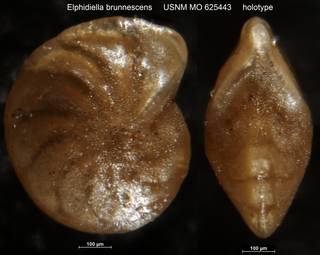 To NMNH Paleobiology Collection (Elphidiella brunnescens USNM MO 625443 holotype)