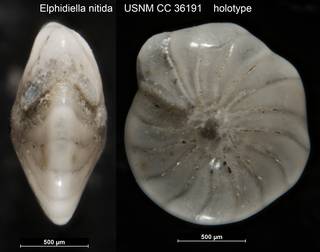To NMNH Paleobiology Collection (Elphidiella nitida USNM CC 36191 holotype)