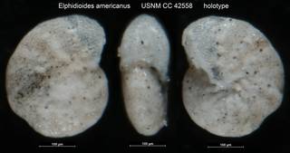 To NMNH Paleobiology Collection (Elphidioides americanus USNM CC 42558 holotype)
