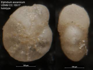 To NMNH Paleobiology Collection (Elphidium eocenicum USNM CC 15517 holotype)