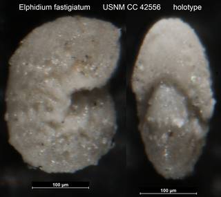 To NMNH Paleobiology Collection (Elphidium fastigiatum USNM CC 42556 holotype)