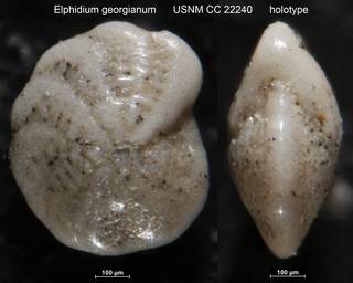 To NMNH Paleobiology Collection (Elphidium georgianum USNM CC 22240 holotype)