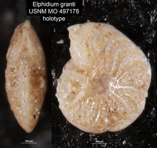 To NMNH Paleobiology Collection (Elphidium granti USNM MO 497178 holotype)