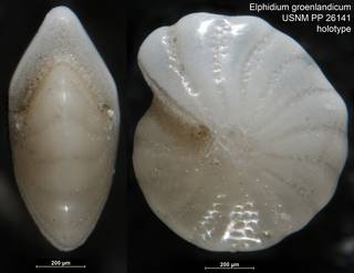 To NMNH Paleobiology Collection (Elphidium groenlandicum USNM PP 26141 holotype)