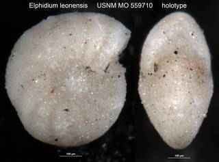 To NMNH Paleobiology Collection (Elphidium leonensis USNM MO 559710 holotype)