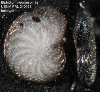 To NMNH Paleobiology Collection (Elphidium neocrespinae PAL 240133 holo)