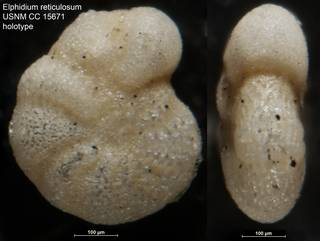 To NMNH Paleobiology Collection (Elphidium reticulosum USNM CC 15671 holotype)