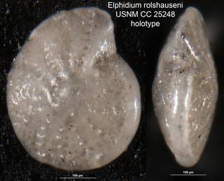 To NMNH Paleobiology Collection (Elphidium rolshauseni USNM CC 25248 holotype)