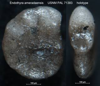 To NMNH Paleobiology Collection (Endothyra ameradaensis USNM PAL 71383 holotype)