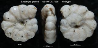 To NMNH Paleobiology Collection (Endothyra grandis USNM CC 7068 holotype)