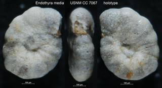 To NMNH Paleobiology Collection (Endothyra media USNM CC 7067 holotype)