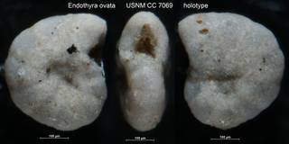 To NMNH Paleobiology Collection (Endothyra ovata USNM CC 7069 holotype)