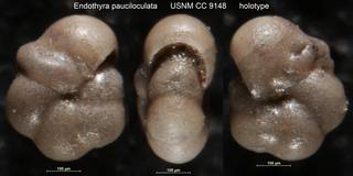 To NMNH Paleobiology Collection (Endothyra pauciloculata USNM CC 9148 holotype)