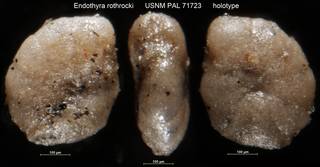 To NMNH Paleobiology Collection (Endothyra rothrocki USNM PAL 71723 holotype)