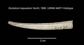 To NMNH Extant Collection (IZ MOL 44671 Scaphopod Holotype Shell)