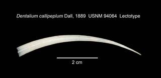 To NMNH Extant Collection (IZ MOL 94064 Scaphopod Lectotype Shell)