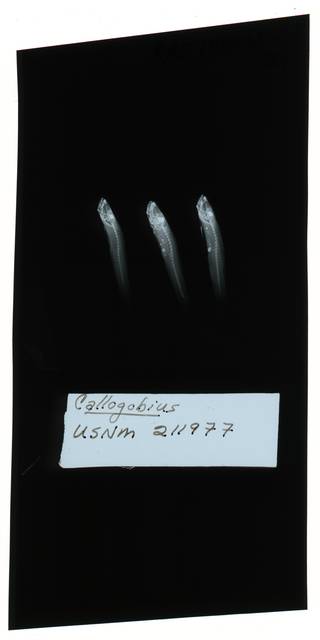 To NMNH Extant Collection (Feia RAD102036-002)