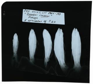 To NMNH Extant Collection (Callogobius irrasus RAD102069-001)