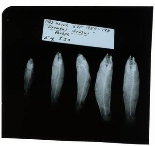 To NMNH Extant Collection (Callogobius irrasus RAD102069-002)