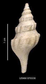 To NMNH Extant Collection (Bela martensi Strebel, 1905 shell dorsal view)