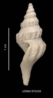 To NMNH Extant Collection (Bela martensi Strebel, 1905 shell lateral view)