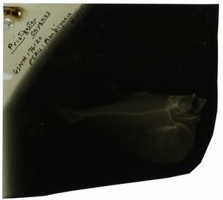 To NMNH Extant Collection (Pristigaster cayana RAD100549-001)