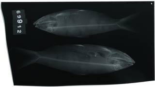 To NMNH Extant Collection (Alosa mediocris RAD100571-001)
