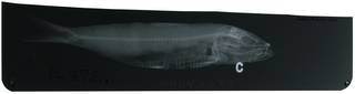 To NMNH Extant Collection (Sardinella anchovia RAD100625-001)