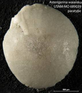 To NMNH Paleobiology Collection (Asterigerina waiareka USNM MO 689039 paratype)