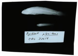 To NMNH Extant Collection (Gobiopsis macrostoma RAD102207-001)