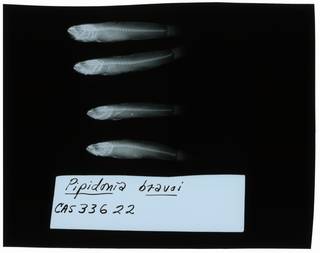 To NMNH Extant Collection (Gobiopsis bravoi RAD102215-001)