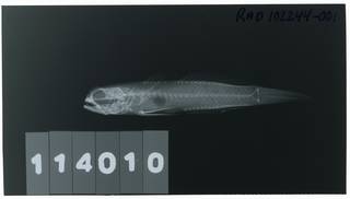 To NMNH Extant Collection (Zebreleotris fasciata RAD102244-001)