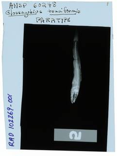 To NMNH Extant Collection (Glossogobius tenuiformis RAD102269-001)