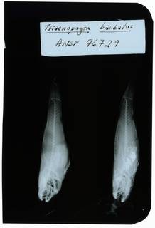 To NMNH Extant Collection (Tridentiger barbatus RAD102273-001)