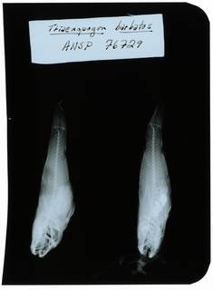 To NMNH Extant Collection (Tridentiger barbatus RAD102273-002)
