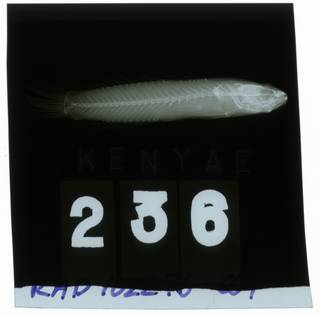 To NMNH Extant Collection (Hetereleotris kenyae RAD102276-001)