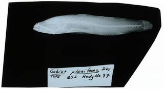 To NMNH Extant Collection (Gobius planifrons RAD102303-001)