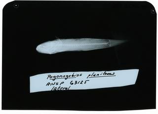 To NMNH Extant Collection (Gobiopsis planifrons RAD102306-001)