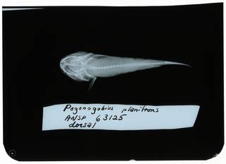 To NMNH Extant Collection (Gobiopsis planifrons RAD102306-002)