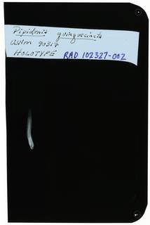 To NMNH Extant Collection (Pipidonia quinquecincta RAD102327-002)