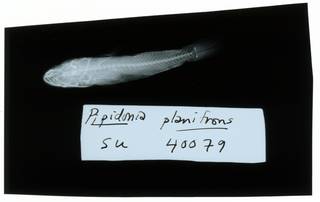 To NMNH Extant Collection (Gobiopsis canalis RAD102345-001)