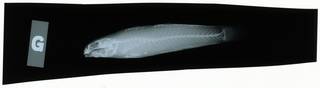 To NMNH Extant Collection (Bikinigobius welanderi RAD102359-001)