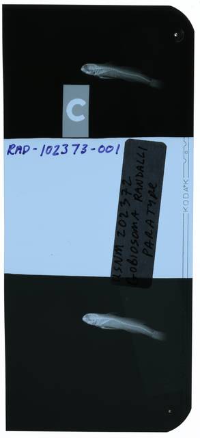 To NMNH Extant Collection (Gobiosoma randalli RAD102373-001)