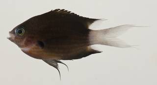 To NMNH Extant Collection (Chromis bami USNM 423362 photograph lateral view)